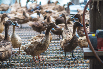 Group of ducks in farm, traditional farming in Thailand.