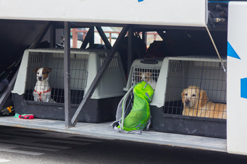 Puppies in a travel cage