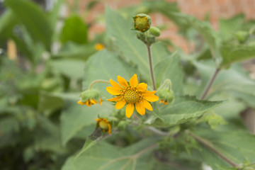 Yacon flower - Smallanthus sonchifolius