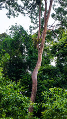 Rosewood in the forest