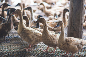 Group of ducks in farm, traditional farming in Thailand.