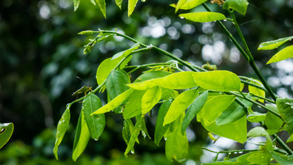 Rosewood tree in the forest