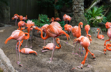 Flamingo Flock