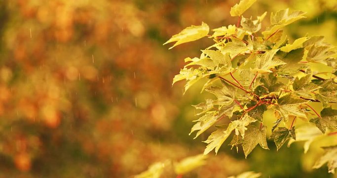 Rain in Slow Motion. Rain drops falling on yellow tree leaves, close up. 4K DCi resolution, slow-mo 120fps.