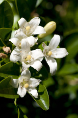 ゲッキツ（シルクジャスミン）の花