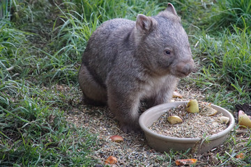 Wombat