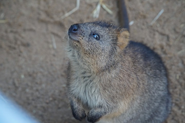 Quokka