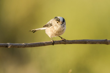 Aegithalos caudatus

