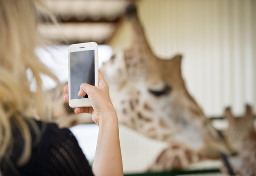Closeup of woman's hand making photo of Brown Giraffe in the zoo with smartphone.