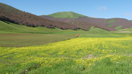 Monti Sibillini fioritura delle lenticchie e dei cereali