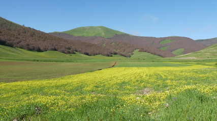 Fototapeta premium Monti Sibillini fioritura delle lenticchie e dei cereali