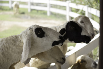 Fototapeta premium black and white sheep in the farm