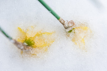 Two yellow daffodil flowers buried in frozen icy snow