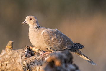 Streptopelia decaocto