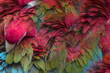 Fototapeta premium Beautiful pattern abstract background texture made from colorful macaw feacher