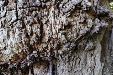 tree bark woods