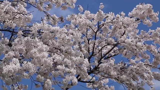 夏井川の千本桜（福島県・小野町）動画