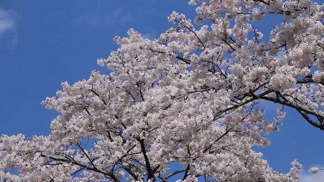 夏井川の千本桜（福島県・小野町）動画