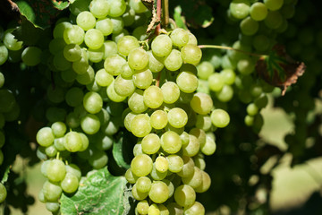 Close up on green grapes and leaves in the farm