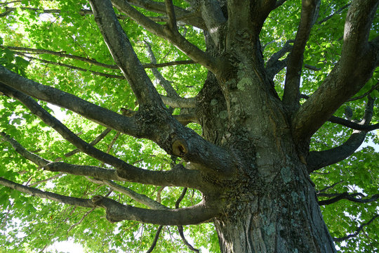 Low angle view of green tree trunk and branches