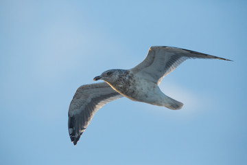 gull,  Russia