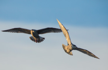 gull,  Russia