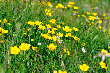 beautiful flowers in grassland