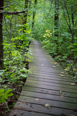 Footbridge in Forest