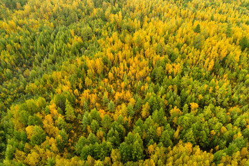 aerial shot of colorful autumn forest landscape