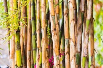 Bamboo stalks close-up, Louangphabang, Laos. Close-up. With selective focus.