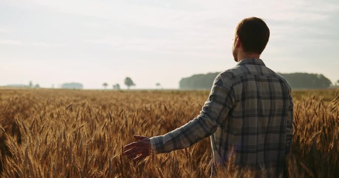 Young Man Touching Wheat Ears at Sunrise, dolly shot. SLOW MOTION 4K DCi. Young Farmer running his hand through wheat field. Sun lens flare. Good harvest concept. Cinematic morning shot