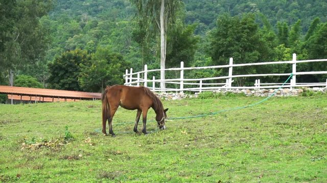 horse walking and eating fresh grass field in farm with tie rope.