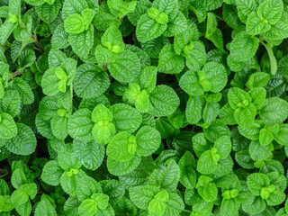 green leaf on the nature for background