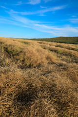 Fototapeta premium harvest cole on farmland with blue sky