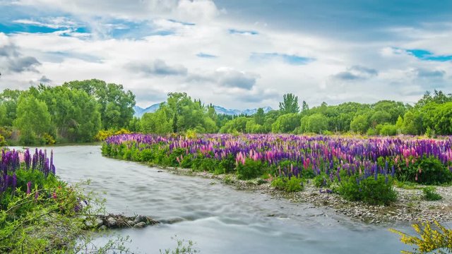 Time Lapse - Beautiful Lupine Flower Growing on the River 6D