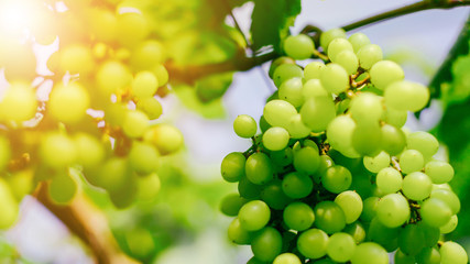 Green grapes fruit