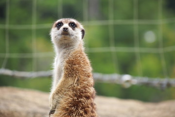 Fototapeta premium ミーアキャット