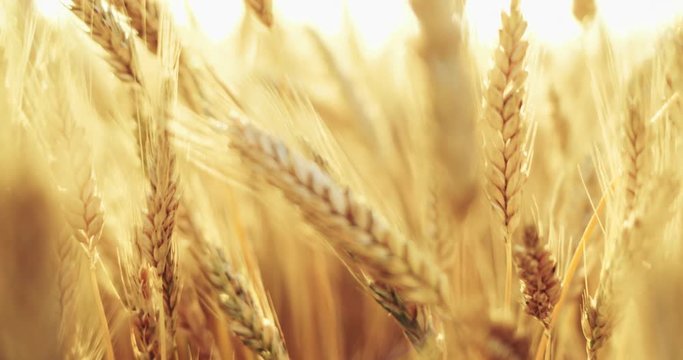 Wheat Field at Sunrise, CLOSE UP. SLOW MOTION 4K. Ears of wheat swaying at the wind at beautiful sunny morning. Harvest and Crop concept. Peaceful Cinematic Field, Lens Flare 
