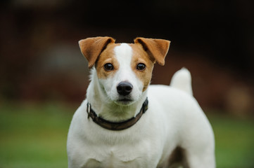 Jack Russell Terrier dog portrait
