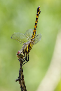 Image of crimson dropwing dragonfly(female)/Trithemis aurora on a branch on nature background. Insect. Animal