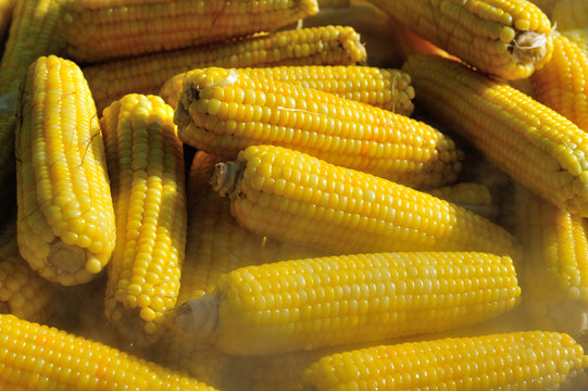 boiling corn