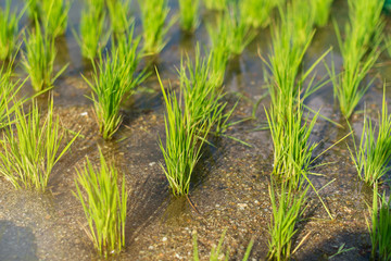 Obraz premium Rice Paddy Growth