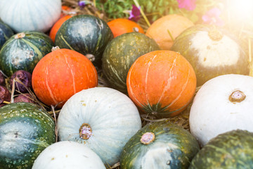 pumpkin