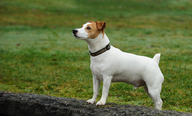 Jack Russell Terrier standing