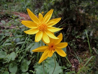 Arnica Flower, Heartleaf, close up macro in Banff National Park, Canadian Rockies, Canada