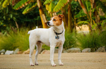 Jack Russell Terrier dog standing by tropical trees