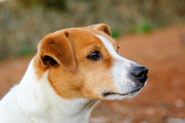Jack Russell dog close up portrait