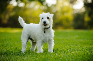 White Jack Russell Terrier dog