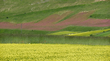 Obraz premium Monti Sibillini a Castelluccio di Norcia la fioritura della lenticchie