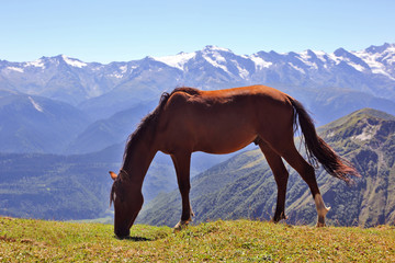 Fototapeta na wymiar horse grazing on a background of mountains